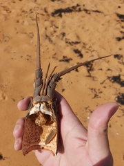 Sagmariasus verreauxi