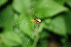 Tetragnatha montana