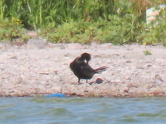 Microcarbo coronatus