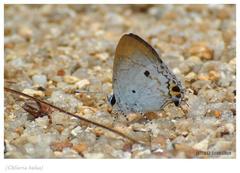 Hypolycaena