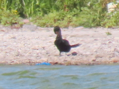 Microcarbo coronatus