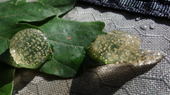 Hyla arborea