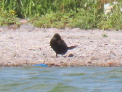 Microcarbo coronatus