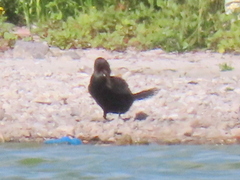 Microcarbo coronatus