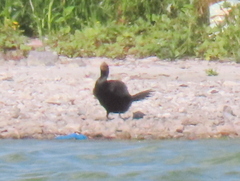 Microcarbo coronatus