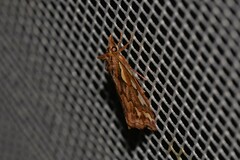 Meyrickella torquesauria