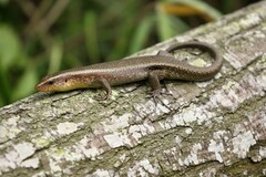 Eutropis multifasciata