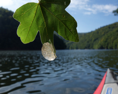 Hyla arborea