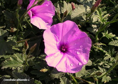 Convolvulus althaeoides