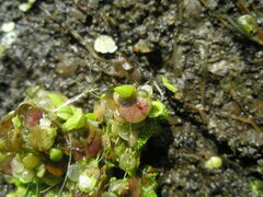 Lemna gibba
