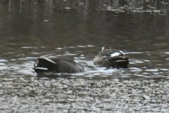 Anas platyrhynchos × zonorhyncha