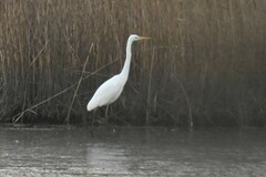 Ardea alba