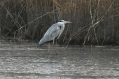 Ardea cinerea
