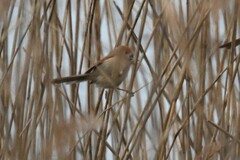 Sinosuthora webbiana