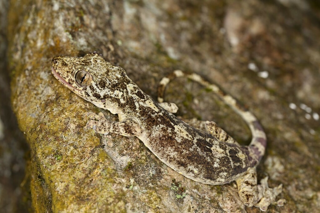 Adler's Gecko from Tùng Bá, Tp. Hà Giang, Hà Giang, Vietnam on April 26 ...