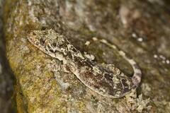 Gekko adleri
