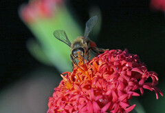 Kleinia fulgens