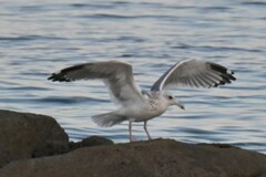 Larus argentatus vegae