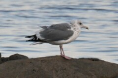 Larus argentatus vegae