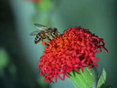 Kleinia fulgens