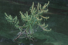 Rumex maritimus