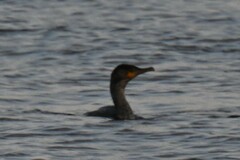 Phalacrocorax carbo