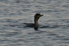 Phalacrocorax carbo
