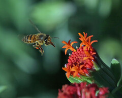 Kleinia fulgens