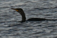 Phalacrocorax carbo