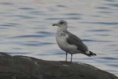 Larus argentatus vegae