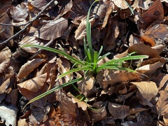 Carex sylvatica