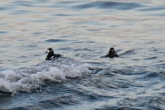 Histrionicus histrionicus