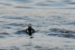 Histrionicus histrionicus