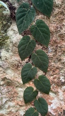 Ficus villosa
