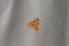 Conogethes haemactalis
