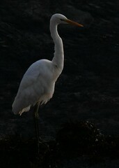Ardea alba