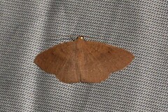 Eurychoria gerasphora