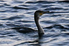 Phalacrocorax capillatus