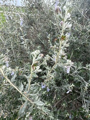 Teucrium fruticans