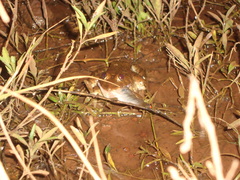 Hoplobatrachus occipitalis