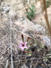 Adromischus caryophyllaceus