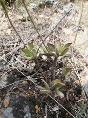 Adromischus caryophyllaceus