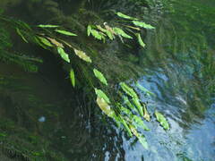 Potamogeton × fluitans