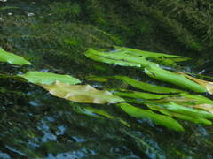 Potamogeton × fluitans