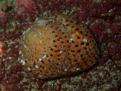 Clanculus undatus