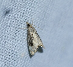 Glaucocharis dilatella