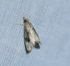 Glaucocharis dilatella