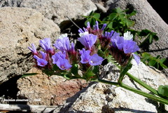 Limonium sinuatum