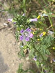 Malva nicaeensis
