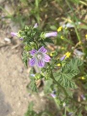 Malva nicaeensis